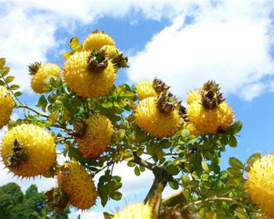 刺梨加工生產(chǎn)線